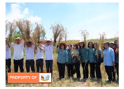 Bupati Bumbahas Panen Raya Padi Gogo di Parsingguran II