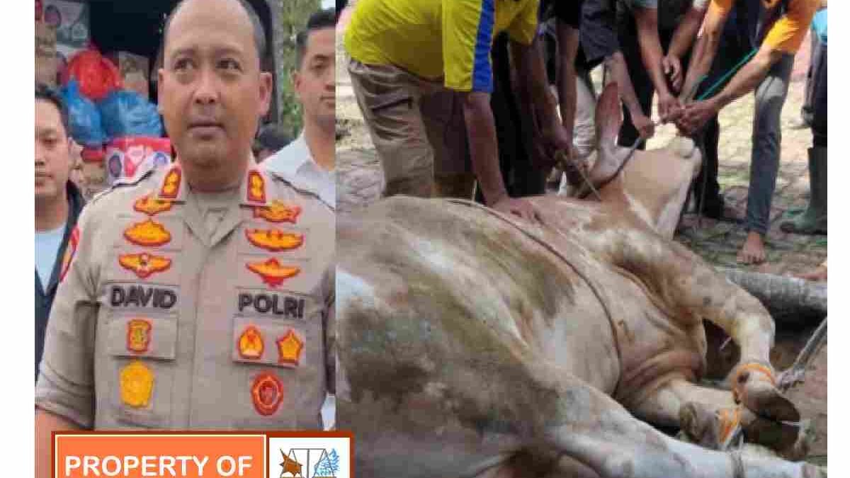 Kapolres Langkat dan jajaran berkurban 10 ekor sapi serta sejumlah kambing, wujud kepedulian kepada masyarakat di hari raya Idul Adha