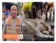 Kapolres Langkat dan jajaran berkurban 10 ekor sapi serta sejumlah kambing, wujud kepedulian kepada masyarakat di hari raya Idul Adha