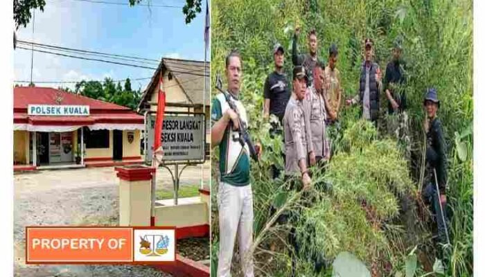 Gerak Cepat Polsek Kuala Ungkap Ladang Ganja di Garunggang, Warga Apresiasi Kinerja Polisi