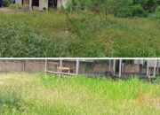 Bermodalkan Rumput ilalang, Rumdis Camat Muara Tembesi Menjadi Perkebunan Berbagai Gulma