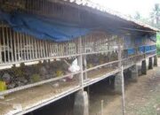 BANYAK KANDÀNG AYAM YANG LANGGAR PERDA DI KABUPATEN BEKASI