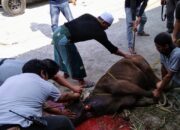 LSM-GEMPAL Berkurban 1 Ekor Sapi  Untuk anggota Dan Masyarakat Sekitar