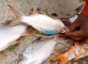 Ribuan Ikan Mati Mengambang di Sungai Deli, Ketum AMPHIBI Minta Dinas LH Sumut dan Kota Medan Turun Cek IPAL Industri.