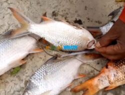 Ribuan Ikan Mati Mengambang di Sungai Deli, Ketum AMPHIBI Minta Dinas LH Sumut dan Kota Medan Turun Cek IPAL Industri.