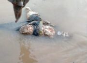 BREAKING NEWS, Warga Tengah Ulu Temukan Jasad Membusuk Yang Mengapung di Sungai Batanghari