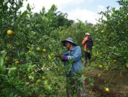 Perda Perkebunan Disahkan, Anggota DPRD Provinsi Jabar Irpan Haeroni Minta Pemprov Jabar Siapkan Diklat Petani Kebun