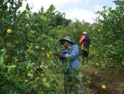 Perda Perkebunan Disahkan, Anggota DPRD Provinsi Jabar Irpan Haeroni Minta Pemprov Jabar Siapkan Diklat Petani Kebun