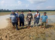 Kepala Dinas Pertanian Tanaman Pangan dan Hortikultura Meninjau Lokasi Persawahan Sungai Lingkar Yang di Serang Ulat Gryak