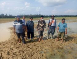 Kepala Dinas Pertanian Tanaman Pangan dan Hortikultura Meninjau Lokasi Persawahan Sungai Lingkar Yang di Serang Ulat Gryak