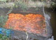 1,3 Ton Bibit Ikan Mas dari PT.TPL diterima 7 Pokdakan wilayah toba