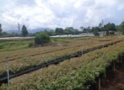 PT Toba Pulp Lestari Menghargai Aspirasi Masyarakat