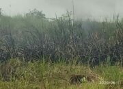 Lahan Kosong Milik Apera Terbakar, Api Diduga akibat musim panas yang terik