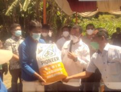 Pemerintah kabupaten Toba Sumatera Utara Bantu Benih Jagung Rp 6 Miliar untuk Petani