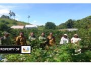 Petani Kopi Binaan PT.TPL Terima Ratusan Batang Pelindung Kopi.