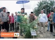 Bupati Batang Hari Mhd Fadhil Arief,SE  Secara Simbolis Penanaman Bibit Sawit Replanting Tahab II