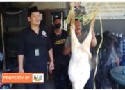 Idul Adha LSM GEMPAL Qurban Tiga Ekor Kambing