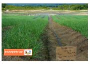 TTM Buktikan Bawang Merah Tumbuh Baik di Food Estate