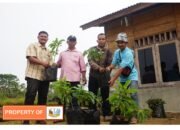 TINGKATKAN EKONOMI KTH DAN EKOLOGI ALAM  TPL SERAHKAN RATUSAN BIBIT ALPUKAT HIBRIDA