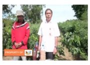 Dinas Pertanian Humbahas Jelaskan Manfaat dan Cara Pembuatan PSB Untuk Pertanian