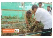 Bupati Humbahas Tinjau Pertanaman Bawang Merah Bantuan BI di Desa Dolokmargu