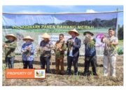 Humbahas Panen Bawang Merah 10 Ton per Ha di Areal Food Estate