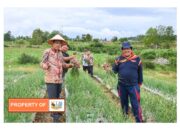 Bupati Humbahas Monitoring Pertanaman Bawang Merah di Lintongnihuta