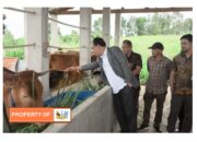 Bupati Humbahas Serahkan 56 Ekor Sapi Kepada Kelompok Tani