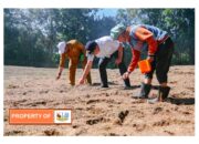 Bupati Humbahas Tanam Jagung Bersama KT Serasi di Paranginan