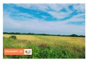 Warga Ramunia Dilarang (Puskopkar “A” Bukit Barisan) Panen di saat Harga Beras Naik.