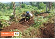 Jasa Tirta II Pulihkan Lahan Kritis di Sub DAS Cisarea