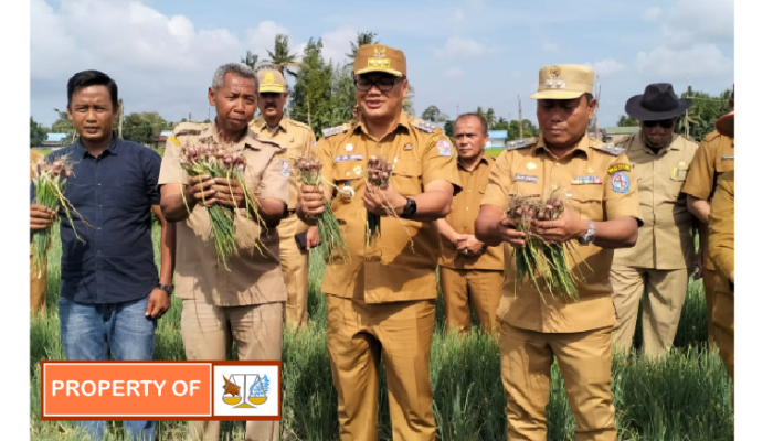Bupati Deli Serdang dr.H.Asri Ludin Tambunan Meninjau Tanaman Bawang Merah Desa Sumberejo Kecamatan Pagar Merbau