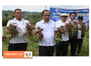 Bupati Humbahas Bersama BI Sibolga Panen Bawang Merah di Lintongnihuta