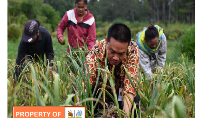 Bupati Humbahas Panen Bawang Putih di Lintongnihuta, Hasil Memuaskan