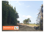 Galian C Ilegal Desa Araskabu Kecamatan Beringin Meresahkan Warga APH Diminta Segera Bertindak