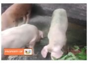 Virus Flu Babi Menyerang Medan dan Deli Serdang.