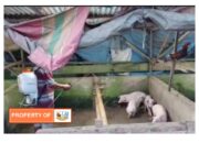 Peternak Hewan Berkaki Empat (Babi/B2) Turut Membantu Kebersihan di Sumatera Utara.