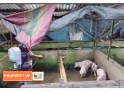 Peternak Hewan Berkaki Empat (Babi/B2) Turut Membantu Kebersihan di Sumatera Utara.