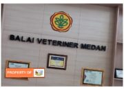 Sumatera Utara Kembali Positif ASF (AfricanSwineFever)