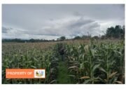 Masyarakat Lumban Sialaman Paranginan Butuh Mesin Perontok Jagung