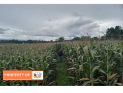 Masyarakat Lumban Sialaman Paranginan Butuh Mesin Perontok Jagung