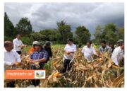 Poktan Pea Sigaol di Lintongnihuta Panen Jagung Bersama Bupati Humbahas