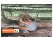 Ternak Babi Diserang Penyakit ASF  Dinas Peternakan dan Perikanan Lakukan Penyemprotan