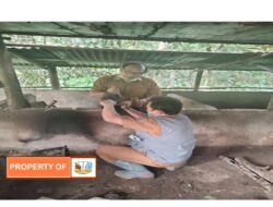 Ternak Babi Diserang Penyakit ASF  Dinas Peternakan dan Perikanan Lakukan Penyemprotan