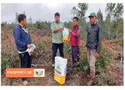 Kerjasama program Intercrop Eucaliptus dengan tanaman kehidupan ,PT.TPL kembali bagikan bibit jagung.