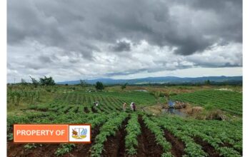 Petani Food Estate Hortikultura Kabupaten Humbang Hasundutan