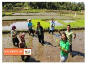 Jajar Legowo Program andalan PT.TPL dalam membantu petani tingkatkan hasil  pertanian padi.