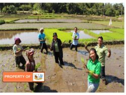 Jajar Legowo Program andalan PT.TPL dalam membantu petani tingkatkan hasil  pertanian padi.