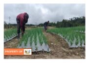 Hasil Panen Bawang Putih Food Estate Pollung Capai 7 Ton/Hektar