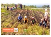 Haposan Siregar Penghasilan Petani Meningkat Setelah FE Dibukadi Humbahas.